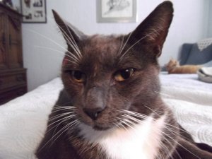 Four Paws, the office cat behind Four Paws of Palm Beach